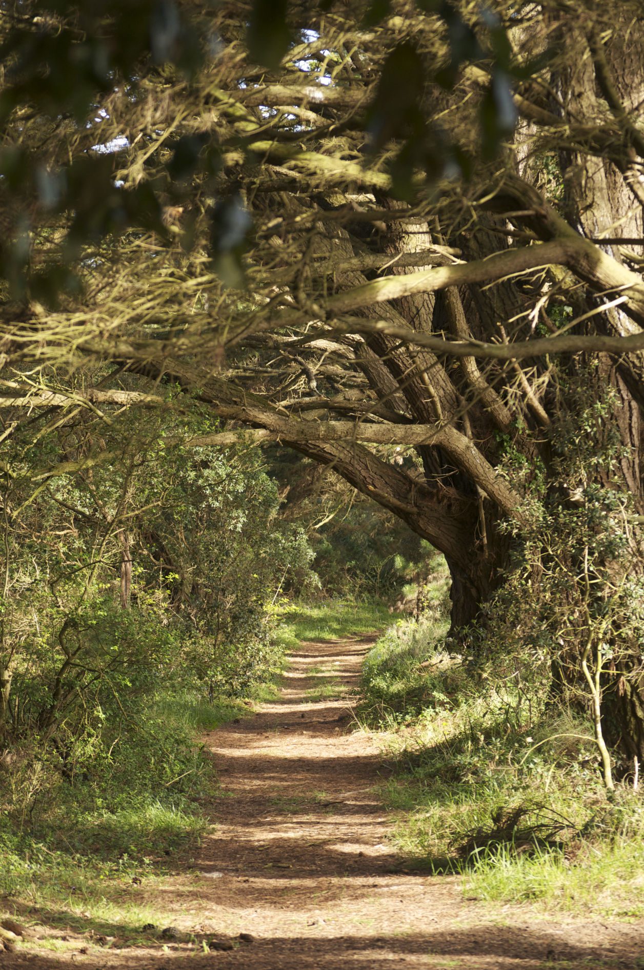 Chemin en sous-bois