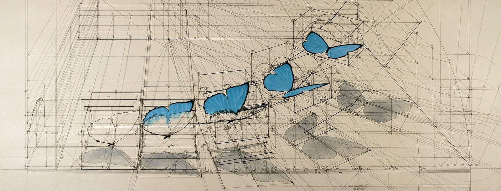 Dessin — papillon et coquillage
